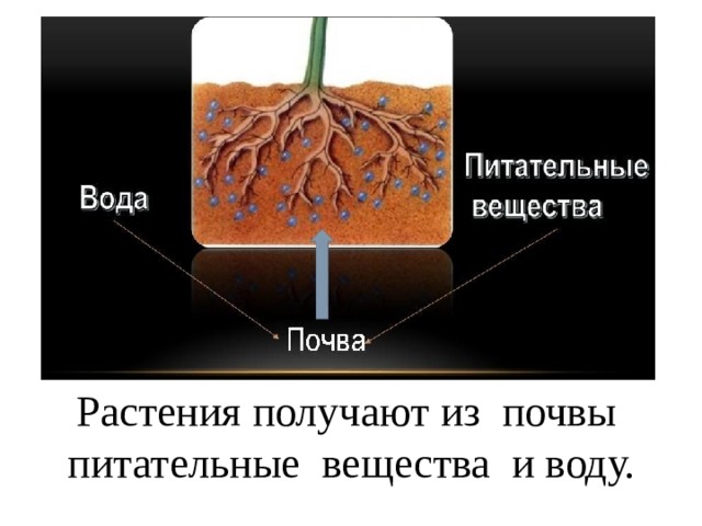 Растения получают из почвы питательные вещества и воду. 
