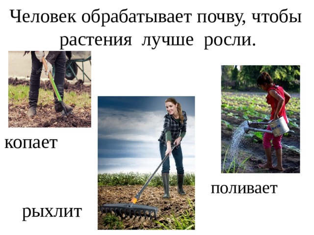 Человек обрабатывает почву, чтобы растения лучше росли. копает поливает рыхлит 