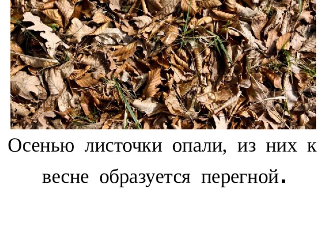 Осенью листочки опали, из них к весне образуется перегной . 