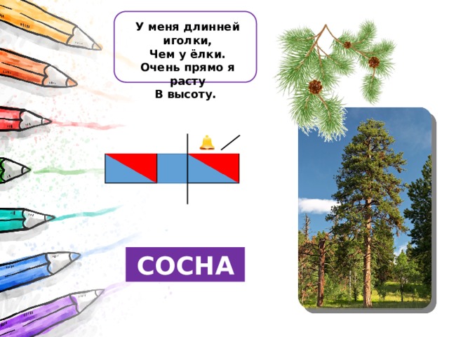 У меня длинней иголки, Чем у ёлки. Очень прямо я расту В высоту. СОСНА 
