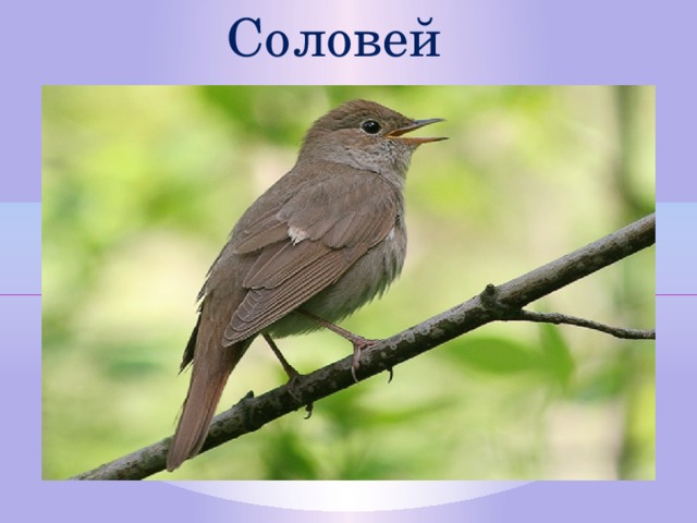 Соловей  