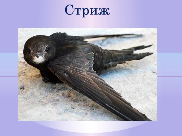Стриж  