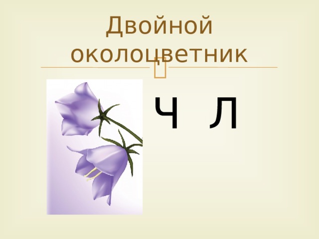 Двойной околоцветник Ч Л  