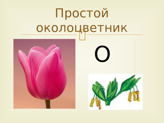 Простой околоцветник О о 