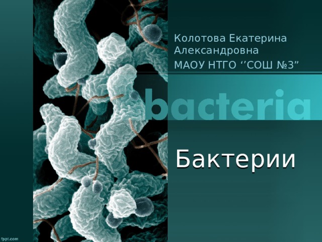 Колотова Екатерина Александровна МАОУ НТГО ‘’СОШ №3” Бактерии 