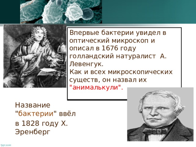 Впервые бактерии увидел в  оптический микроскоп и описал в 1676 году голландский натуралист А. Левенгук.  Как и всех микроскопических существ, он назвал их 