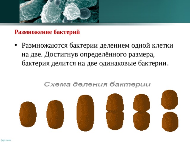 Размножение бактерий Размножаются бактерии делением одной клетки на две. Достигнув определённого размера, бактерия делится на две одинаковые бактерии . 