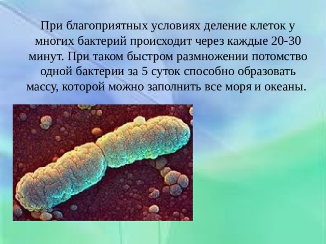 При благоприятных условиях деление клеток у многих бактерий происходит через каждые 20-30 минут. При таком быстром размножении потомство одной бактерии за 5 суток способно образовать массу, которой можно заполнить все моря и океаны. 