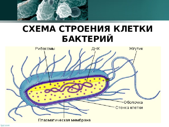СХЕМА СТРОЕНИЯ КЛЕТКИ БАКТЕРИЙ 