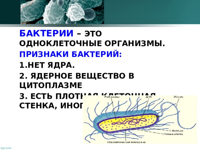 БАКТЕРИИ – ЭТО ОДНОКЛЕТОЧНЫЕ ОРГАНИЗМЫ. ПРИЗНАКИ БАКТЕРИЙ: НЕТ ЯДРА.  ЯДЕРНОЕ ВЕЩЕСТВО В ЦИТОПЛАЗМЕ  ЕСТЬ ПЛОТНАЯ КЛЕТОЧНАЯ СТЕНКА, ИНОГДА ЖГУТИКИ.  