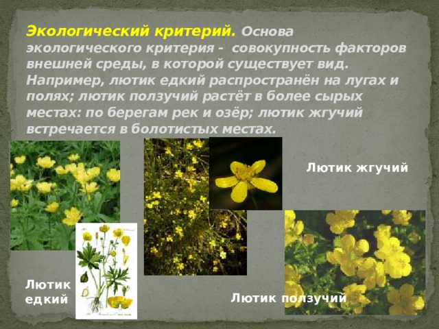 Экологический критерий. Основа экологического критерия - совокупность факторов внешней среды, в которой существует вид. Например, лютик едкий распространён на лугах и полях; лютик ползучий растёт в более сырых местах: по берегам рек и озёр; лютик жгучий встречается в болотистых местах.   Лютик жгучий Лютик едкий Лютик ползучий