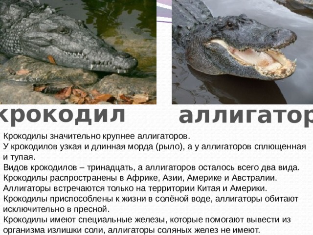 крокодил аллигатор Крокодилы значительно крупнее аллигаторов. У крокодилов узкая и длинная морда (рыло), а у аллигаторов сплющенная и тупая. Видов крокодилов – тринадцать, а аллигаторов осталось всего два вида. Крокодилы распространены в Африке, Азии, Америке и Австралии. Аллигаторы встречаются только на территории Китая и Америки. Крокодилы приспособлены к жизни в солёной воде, аллигаторы обитают исключительно в пресной. Крокодилы имеют специальные железы, которые помогают вывести из организма излишки соли, аллигаторы соляных желез не имеют.   