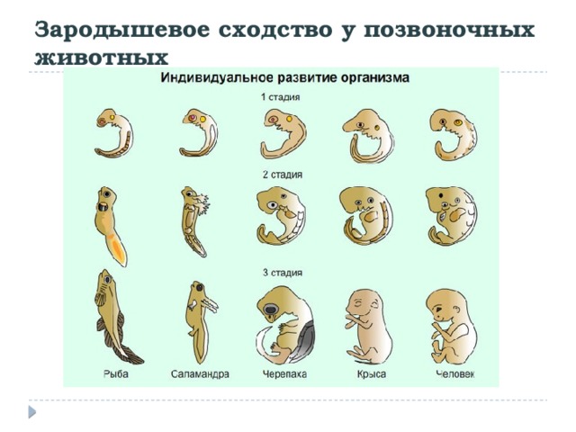 Зародышевое сходство у позвоночных животных 