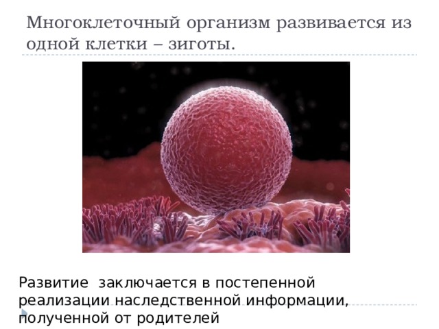 Многоклеточный организм развивается из одной клетки – зиготы. Развитие заключается в постепенной реализации наследственной информации, полученной от родителей 