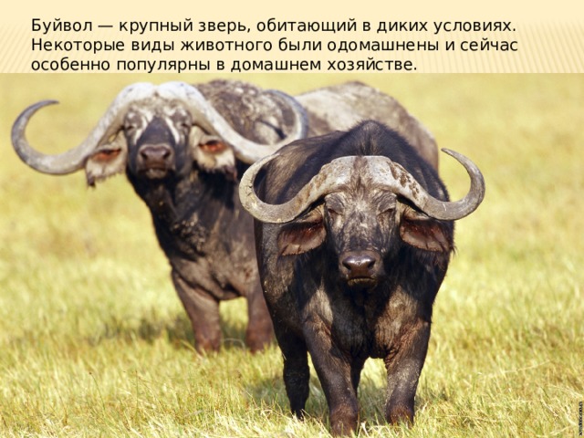 Буйвол — крупный зверь, обитающий в диких условиях. Некоторые виды животного были одомашнены и сейчас особенно популярны в домашнем хозяйстве. 