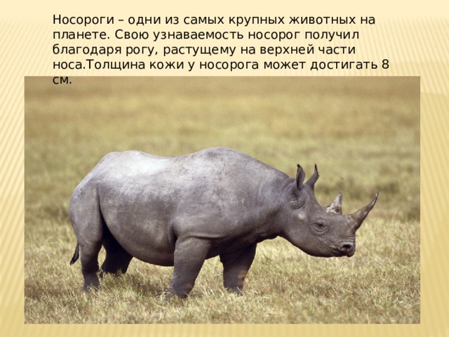 Носороги – одни из самых крупных животных на планете. Свою узнаваемость носорог получил благодаря рогу, растущему на верхней части носа.Толщина кожи у носорога может достигать 8 см. 