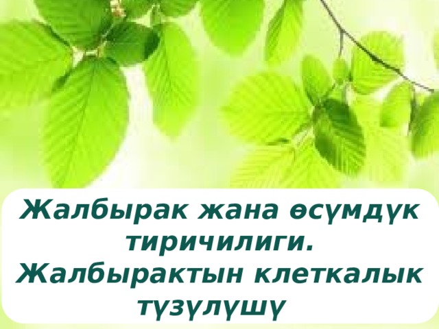 Жалбырак жана өсүмдүк тиричилиги. Жалбырактын клеткалык түзүлүшү  