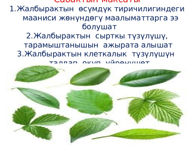 Сабактын максаты Жалбырактын өсүмдүк тиричилигиндеги мааниси жөнүндөгү маалыматтарга ээ болушат Жалбырактын сырткы түзүлүшү, тарамыштанышын ажырата алышат Жалбырактын клеткалык түзүлүшүн талдап, окуп үйрөнүшөт 