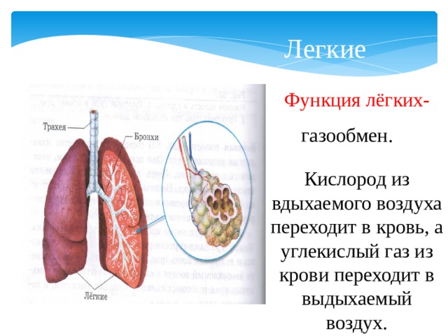  Легкие Функция лёгких- газообмен. Кислород из вдыхаемого воздуха переходит в кровь, а углекислый газ из крови переходит в выдыхаемый воздух. 
