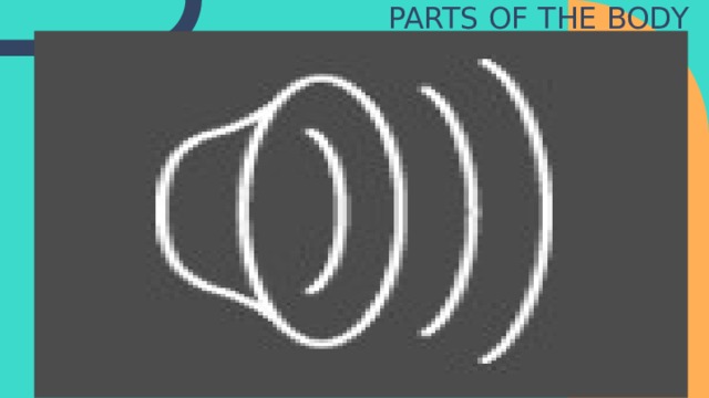 PARTS OF THE BODY 