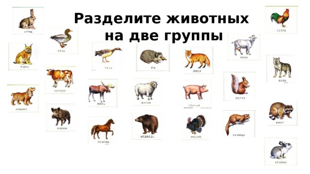 Разделите животных  на две группы