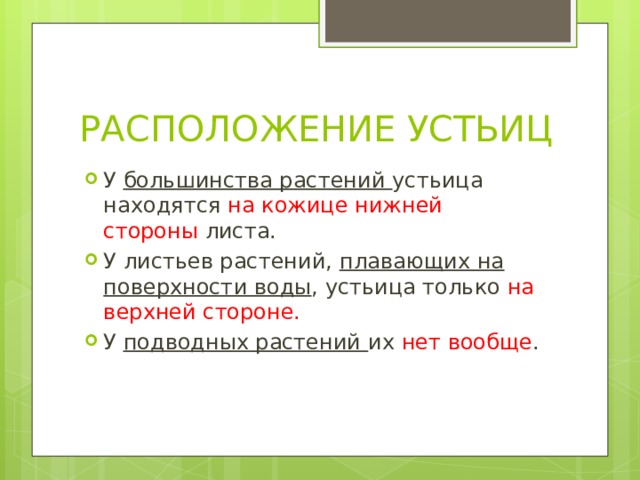 РАСПОЛОЖЕНИЕ УСТЬИЦ У большинства растений устьица находятся на кожице нижней стороны листа. У листьев растений, плавающих на поверхности воды , устьица только на верхней стороне. У подводных растений их нет вообще . 