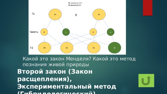 Какой это закон Менделя? Какой это метод познания живой природы Второй закон (Закон расщепления), Экспериментальный метод (Гибридологический) 