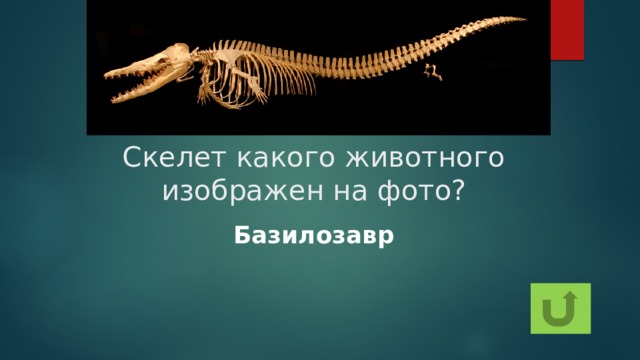 Скелет какого животного изображен на фото? Базилозавр 