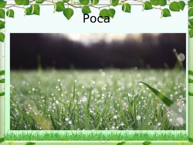 Роса 