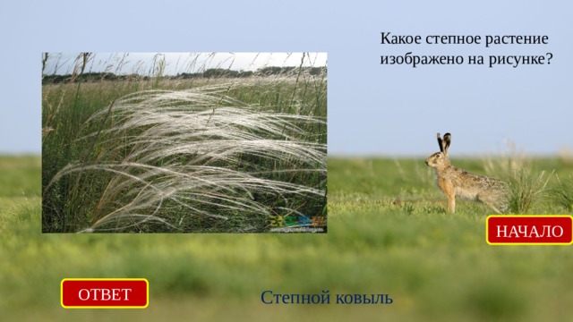 Какое степное растение изображено на рисунке? НАЧАЛО ОТВЕТ Степной ковыль 