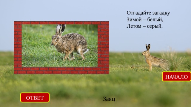 Отгадайте загадку Зимой – белый, Летом – серый. НАЧАЛО ОТВЕТ Заяц 