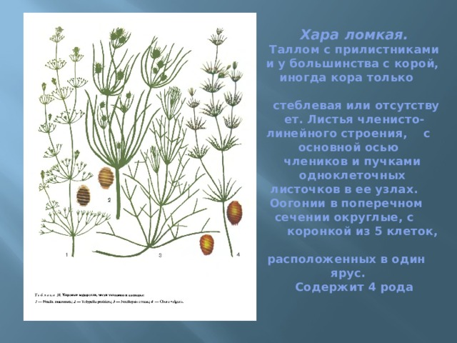 Хара ломкая.   Таллом с прилистниками и у большинства с корой,  иногда кора только  стеблевая или отсутствует. Листья членисто-линейного строения,  с  основной осью  члеников и пучками  одноклеточных  листочков в ее узлах.  Оогонии в поперечном  сечении округлые, с  коронкой из 5 клеток,  расположенных в один  ярус.   Содержит 4 рода 