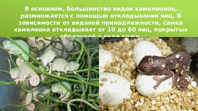В основном, большинство видов хамелеонов, размножается с помощью откладывания яиц. В зависимости от видовой принадлежности, самка хамелеона откладывает от 10 до 60 яиц, покрытых оболочкой в виде кожи. 