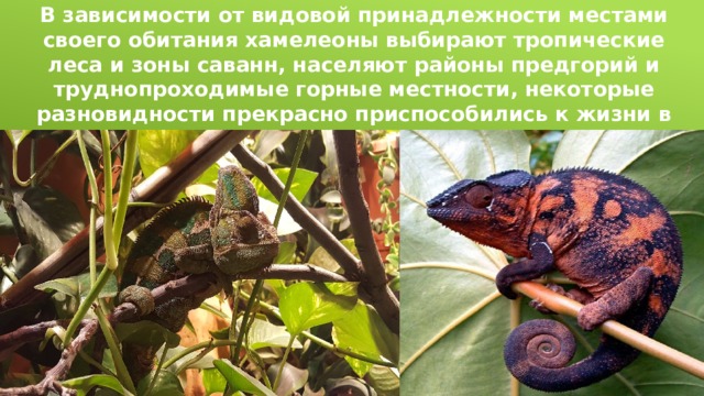 В зависимости от видовой принадлежности местами своего обитания хамелеоны выбирают тропические леса и зоны саванн, населяют районы предгорий и труднопроходимые горные местности, некоторые разновидности прекрасно приспособились к жизни в степях. 