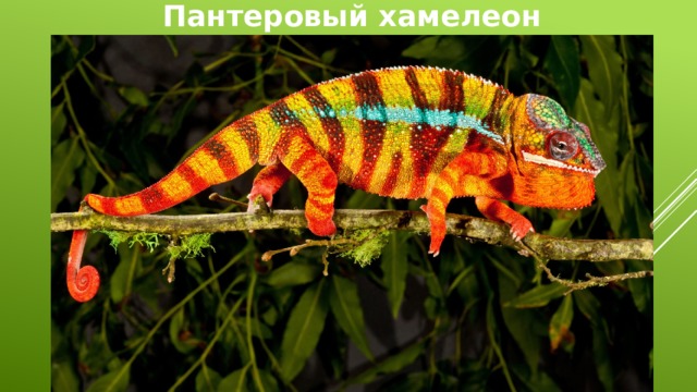 Пантеровый хамелеон 