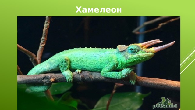 Хамелеон Джексона 
