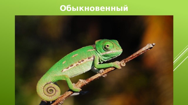 Обыкновенный хамелеон  