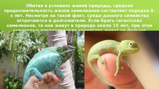 Обитая в условиях живой природы, средняя продолжительность жизни хамелеонов составляет порядка 4-х лет. Несмотря на такой факт, среди данного семейства встречаются и долгожители. Если брать гигантских хамелеонов, то они живут в природе около 15 лет, при этом некоторые представители семейства живут не больше полгода. 