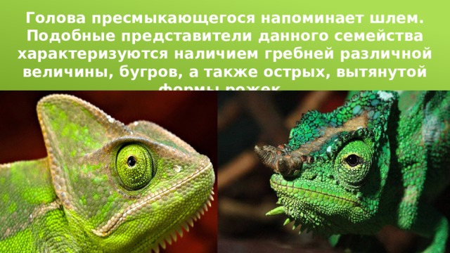 Голова пресмыкающегося напоминает шлем. Подобные представители данного семейства характеризуются наличием гребней различной величины, бугров, а также острых, вытянутой формы рожек. 