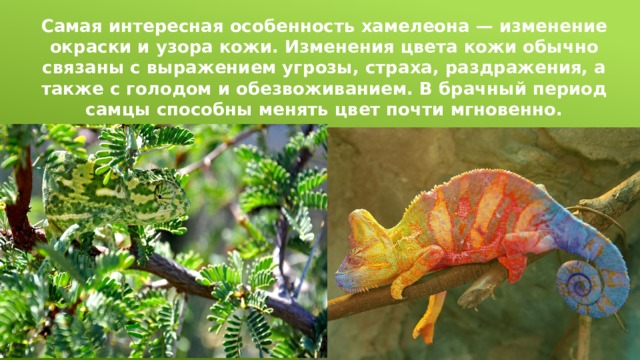 Самая интересная особенность хамелеона — изменение окраски и узора кожи. Изменения цвета кожи обычно связаны с выражением угрозы, страха, раздражения, а также с голодом и обезвоживанием. В брачный период самцы способны менять цвет почти мгновенно. 