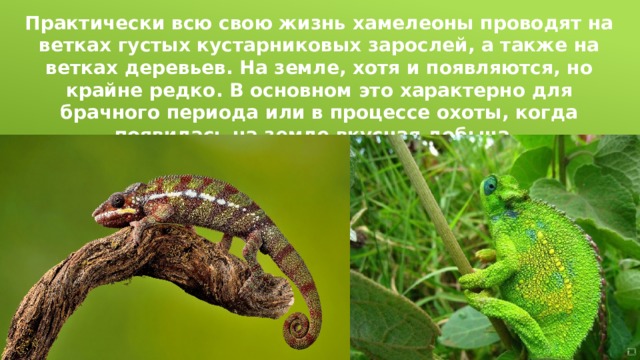Практически всю свою жизнь хамелеоны проводят на ветках густых кустарниковых зарослей, а также на ветках деревьев. На земле, хотя и появляются, но крайне редко. В основном это характерно для брачного периода или в процессе охоты, когда появилась на земле вкусная добыча. 