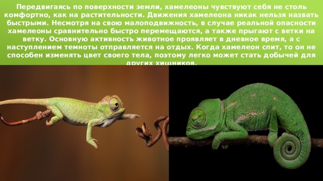 Передвигаясь по поверхности земли, хамелеоны чувствуют себя не столь комфортно, как на растительности. Движения хамелеона никак нельзя назвать быстрыми. Несмотря на свою малоподвижность, в случае реальной опасности хамелеоны сравнительно быстро перемещаются, а также прыгают с ветки на ветку. Основную активность животное проявляет в дневное время, а с наступлением темноты отправляется на отдых. Когда хамелеон спит, то он не способен изменять цвет своего тела, поэтому легко может стать добычей для других хищников. 