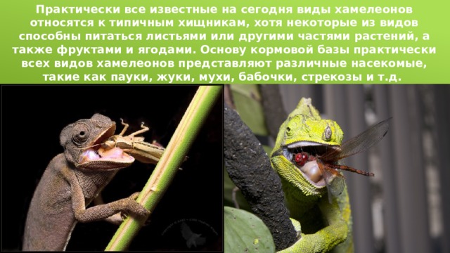 Практически все известные на сегодня виды хамелеонов относятся к типичным хищникам, хотя некоторые из видов способны питаться листьями или другими частями растений, а также фруктами и ягодами. Основу кормовой базы практически всех видов хамелеонов представляют различные насекомые, такие как пауки, жуки, мухи, бабочки, стрекозы и т.д.   