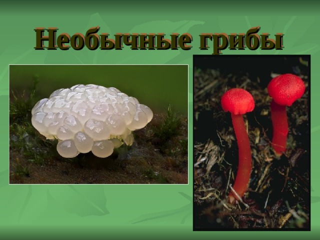 Необычные грибы 