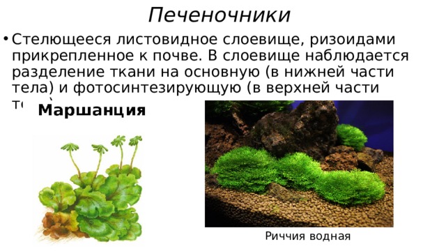 Печеночники  Стелющееся листовидное слоевище, ризоидами прикрепленное к почве. В слоевище наблюдается разделение ткани на основную (в нижней части тела) и фотосинтезирующую (в верхней части тела). Риччия водная 