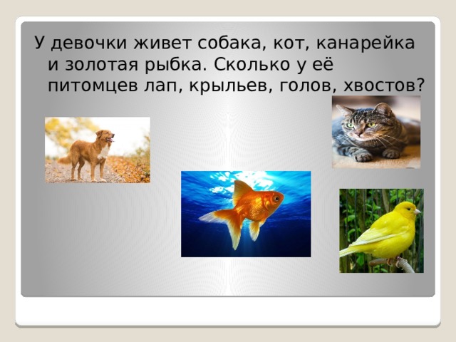 У девочки живет собака, кот, канарейка и золотая рыбка. Сколько у её питомцев лап, крыльев, голов, хвостов?  