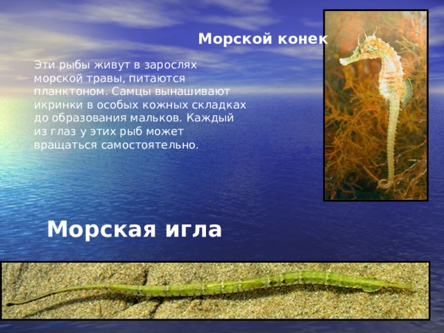 Морской конек Эти рыбы живут в зарослях морской травы, питаются планктоном. Самцы вынашивают икринки в особых кожных складках до образования мальков. Каждый из глаз у этих рыб может вращаться самостоятельно. Морская игла 