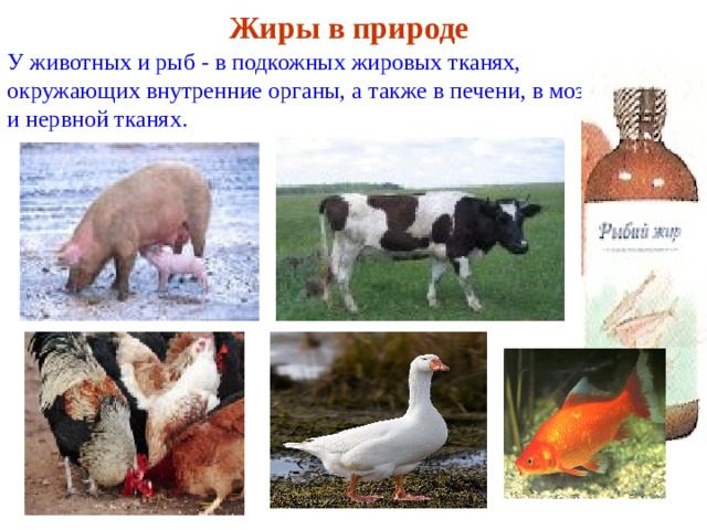 Жиры в природе У животных и рыб - в подкожных жировых тканях, окружающих внутренние органы, а также в печени, в мозговой и нервной тканях. 