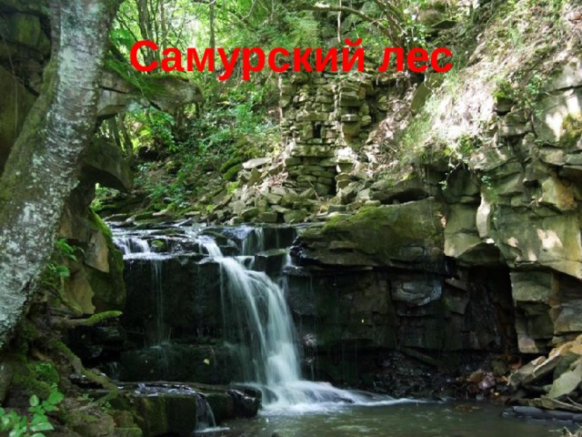 Самурский лес 