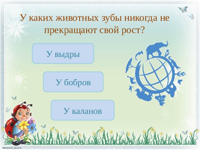 У каких животных зубы никогда не прекращают свой рост? У выдры У бобров У каланов 